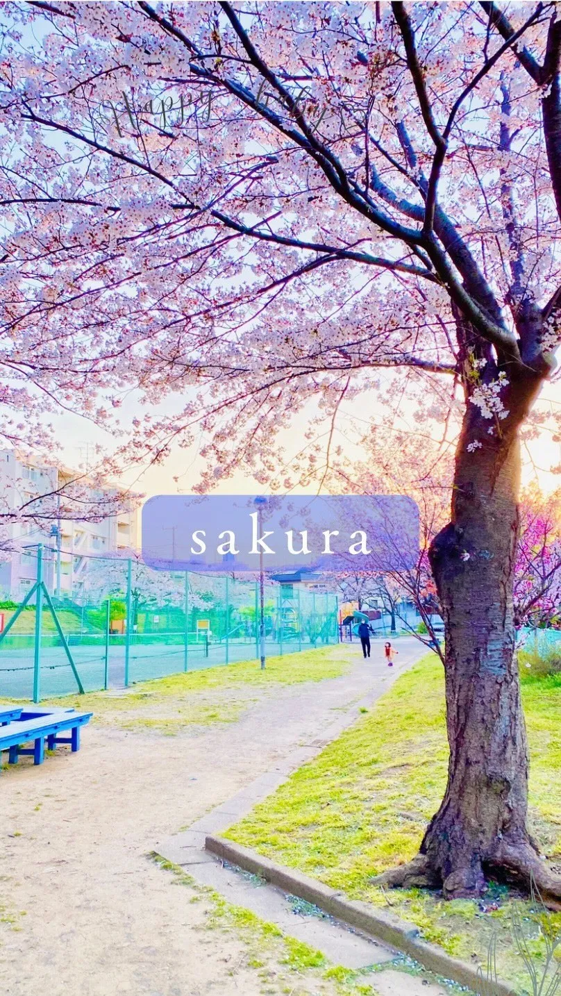桜🌸の季節ですね